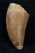 Thick Carcharodontosaurus Tooth - Good Quality #13641-1